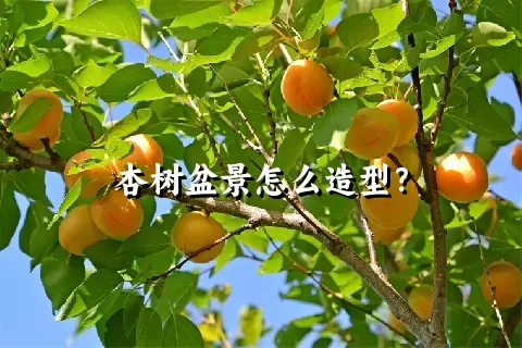 杏树盆景怎么造型？