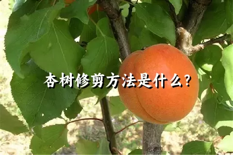 杏树修剪方法是什么？