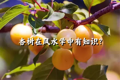 杏树在风水学中有知识？