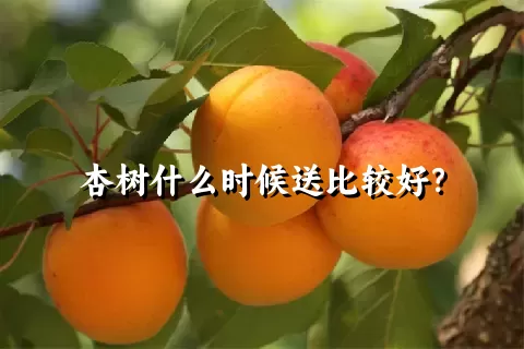 杏树什么时候送比较好？