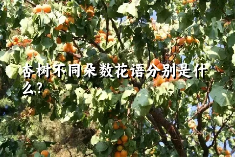 杏树不同朵数花语分别是什么？