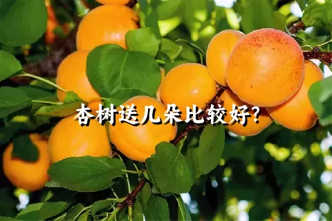 杏树送几朵比较好？