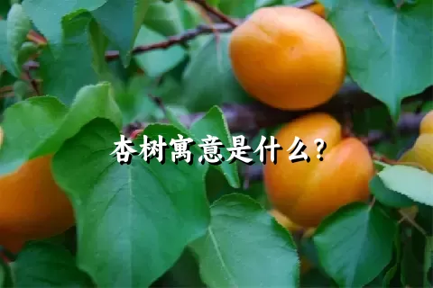 杏树寓意是什么？