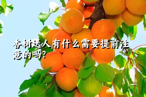 杏树送人有什么需要提前注意的吗？