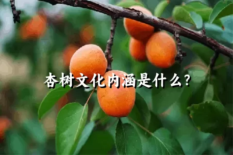 杏树文化内涵是什么？