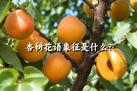 杏树花语象征是什么？