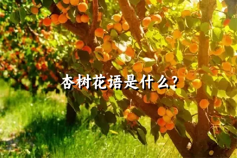 杏树花语是什么？