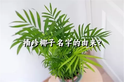 袖珍椰子名字的由来？