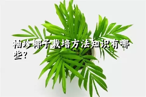 袖珍椰子栽培方法知识有哪些？