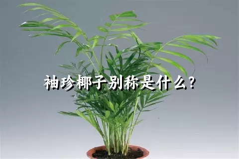 袖珍椰子别称是什么？