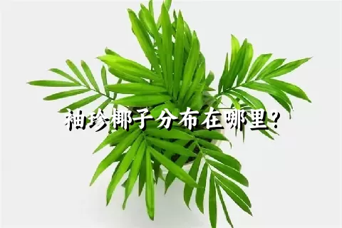 袖珍椰子分布在哪里?