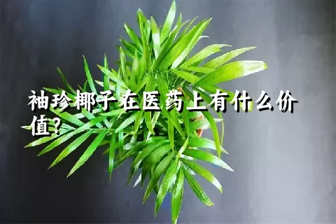 袖珍椰子在医药上有什么价值？