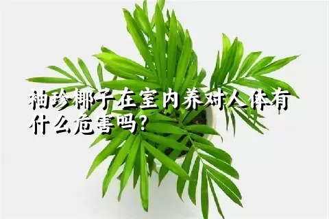 袖珍椰子在室内养对人体有什么危害吗？