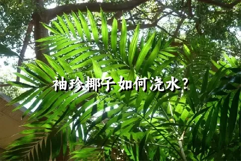 袖珍椰子如何浇水？