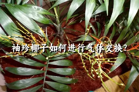 袖珍椰子如何进行气体交换？