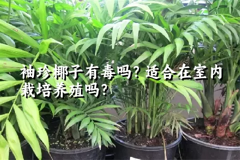 袖珍椰子有毒吗？适合在室内栽培养殖吗？