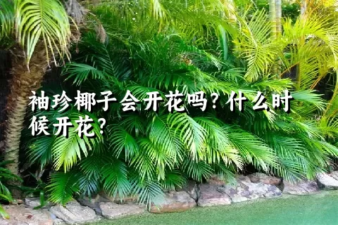 袖珍椰子会开花吗？什么时候开花？