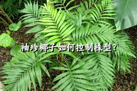 袖珍椰子如何控制株型？