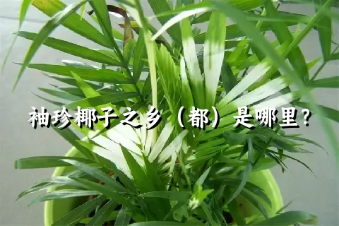 袖珍椰子之乡（都）是哪里？