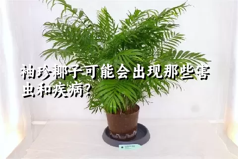 袖珍椰子可能会出现那些害虫和疾病？