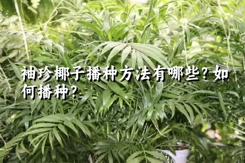 袖珍椰子播种方法有哪些？如何播种？