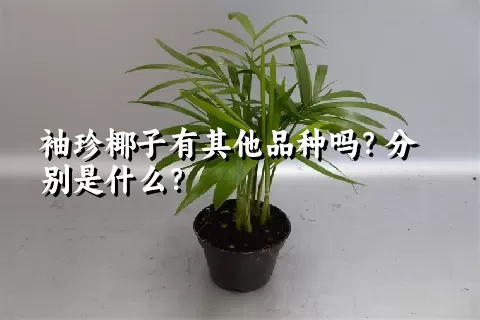 袖珍椰子有其他品种吗？分别是什么？