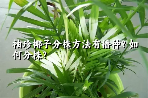 袖珍椰子分株方法有播种？如何分株？