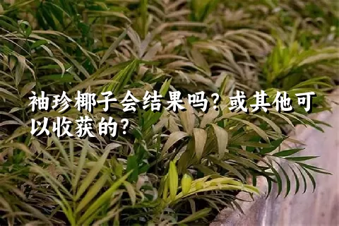 袖珍椰子会结果吗？或其他可以收获的？