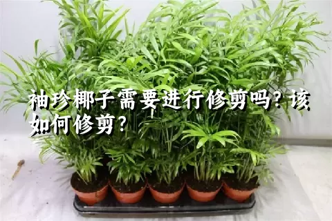 袖珍椰子需要进行修剪吗？该如何修剪？