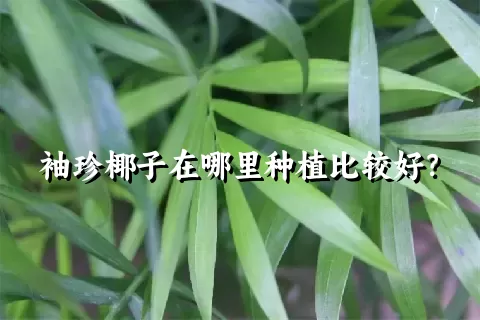 袖珍椰子在哪里种植比较好？