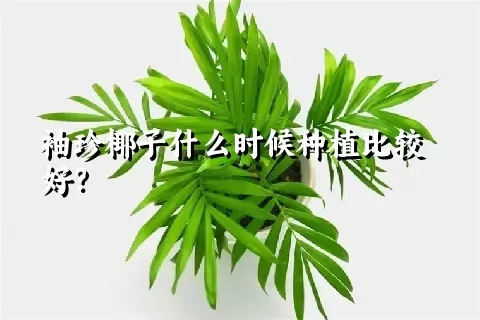 袖珍椰子什么时候种植比较好？