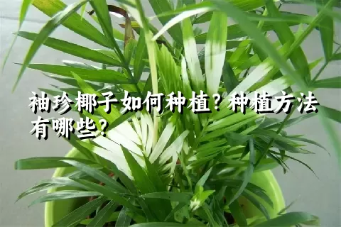 袖珍椰子如何种植？种植方法有哪些？