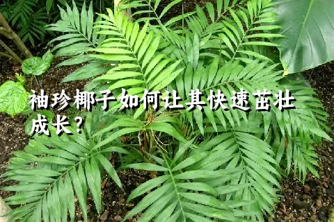 袖珍椰子如何让其快速茁壮成长？