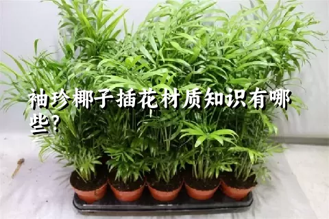 袖珍椰子插花材质知识有哪些？