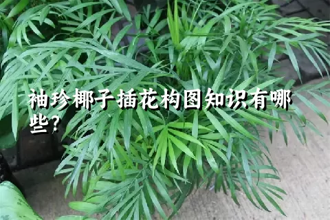 袖珍椰子插花构图知识有哪些？