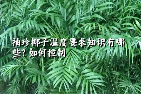 袖珍椰子温度要求知识有哪些？如何控制