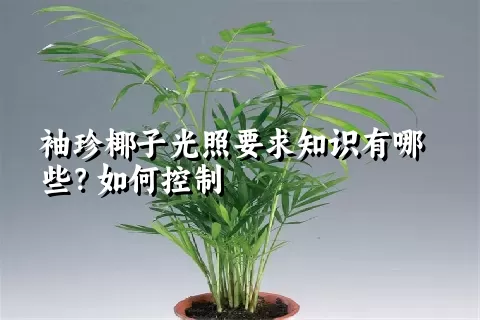 袖珍椰子光照要求知识有哪些？如何控制