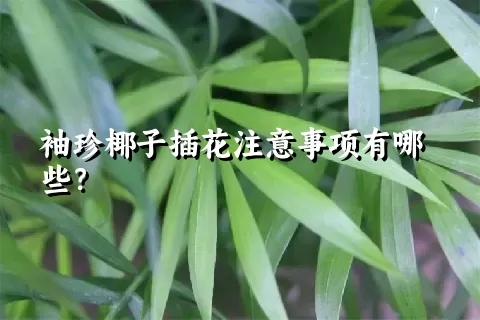 袖珍椰子插花注意事项有哪些？