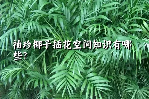 袖珍椰子插花空间知识有哪些？