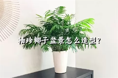 袖珍椰子盆景怎么造型？