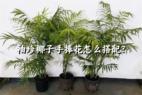 袖珍椰子手捧花怎么搭配？