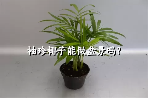 袖珍椰子能做盆景吗？