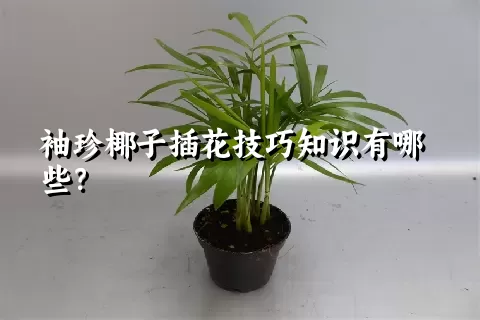 袖珍椰子插花技巧知识有哪些？