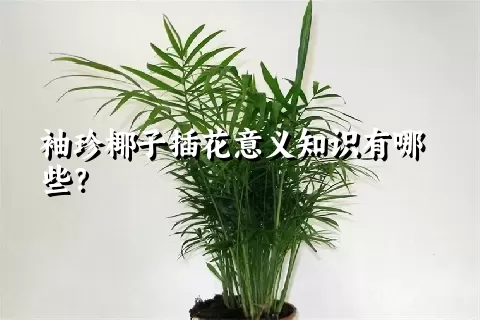 袖珍椰子插花意义知识有哪些？