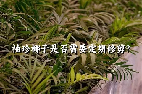 袖珍椰子是否需要定期修剪？