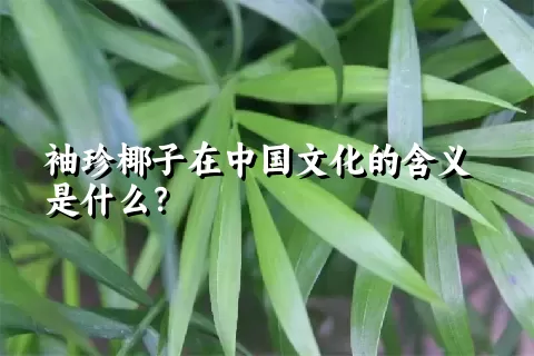 袖珍椰子在中国文化的含义是什么？