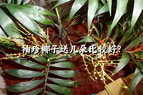 袖珍椰子送几朵比较好？