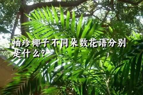 袖珍椰子不同朵数花语分别是什么？