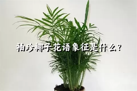 袖珍椰子花语象征是什么？