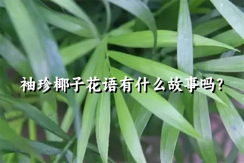 袖珍椰子花语有什么故事吗？